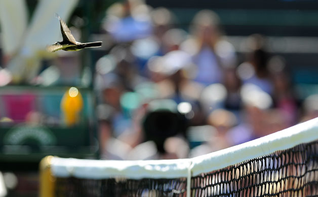 wimbledon: A Pied Wagtail flies off after resting on the net of Court One 