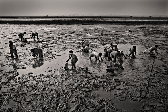 Shrimp farming: Young children make themselves 'useful' by looking for small fish in mud