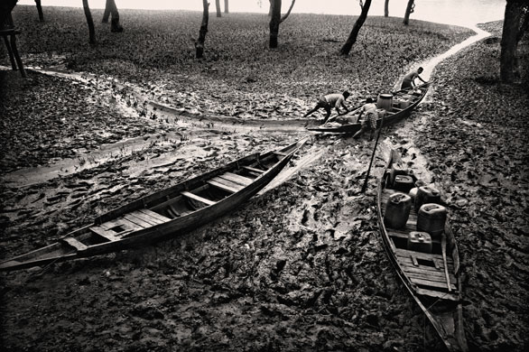 Shrimp farming: Shajhan Siraj and his brothers push boats through low tide into the sea