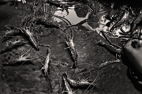 Shrimp farming: People sell shrimp in the local market