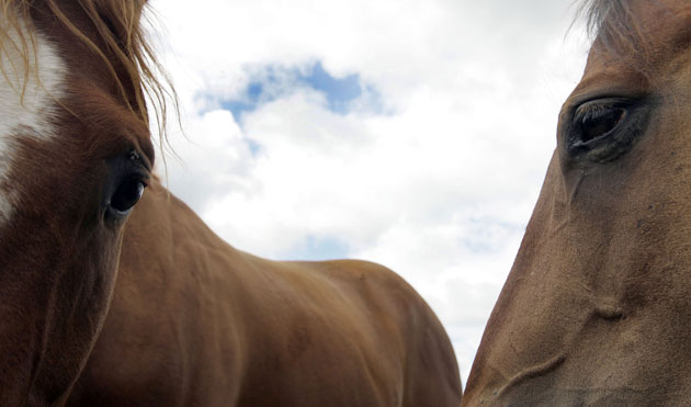 24 hours in pictures: Two horses stand next to a fence in Oregon 