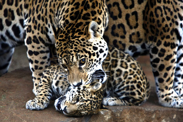 24 hours in pictures: An adult Jaguar plays with a cub at the  Mangaung Zoo Bloemfontein