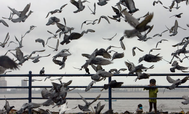 24 hours in pictures: A boy watches pigeons at a beach in Mumbai