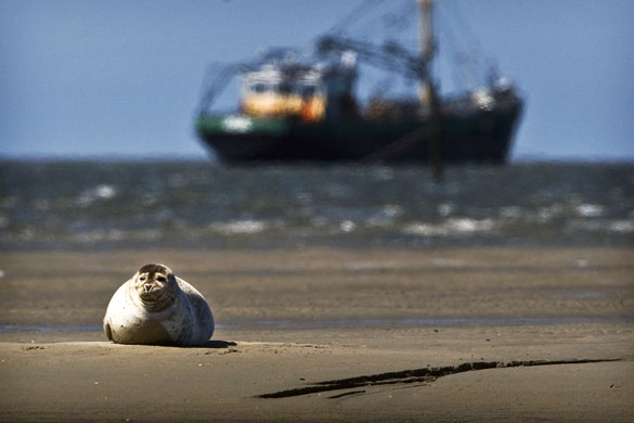 24 hours in pictures: A seal rests on a sandbank in the Wadden Sea Netherlands