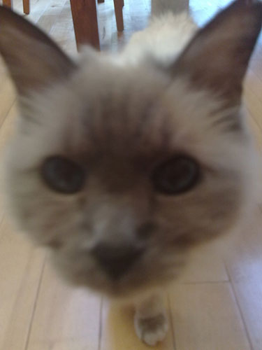 Allegra McEvedy fish: StuChad's lovely little un ... 