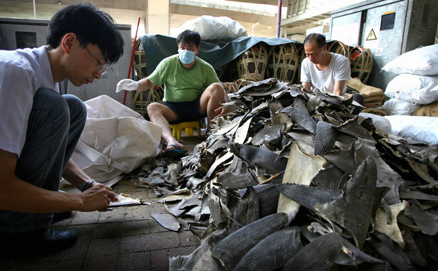 Sharks endangered: Workers prepare shark fins for sale in Hong Kong