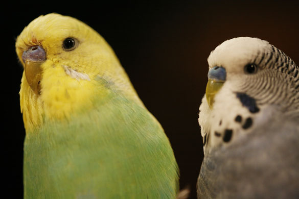 Student booty: Budgies