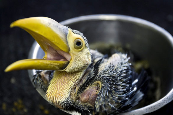 25 June 2009: Rotterdam, The Netherlands: A toco toucan in the Blijdorp zoo