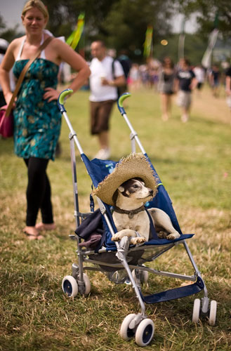 Glastonbury day two: A stuffed dog at Glastonbury Festival 2009