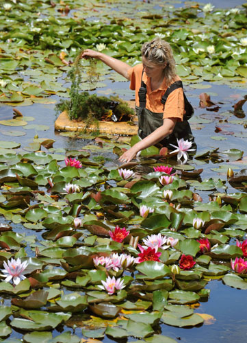 Week in Wildlife: Harvest in water lily nursery