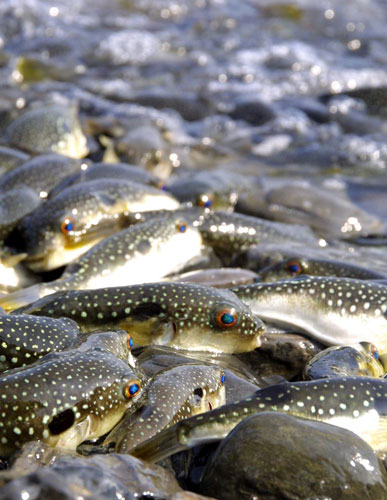 Week in Wildlife: Spawning of Takifugu Niphobles  in Hikari, Yamaguchi, Japan