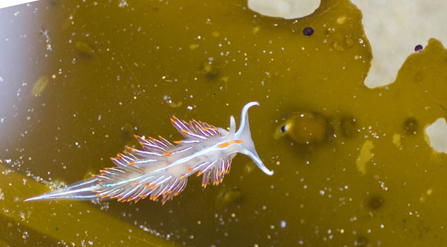 Week in Wildlife: An inch-long opalescent nudibranch, or sea slug