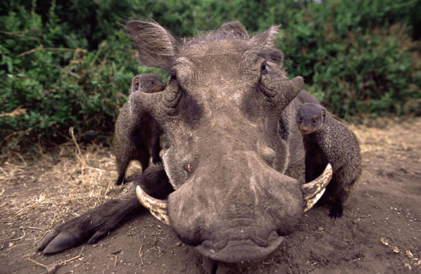 Week in Wildlife: A lazy warthog enjoying a grooming from a family of mongoose