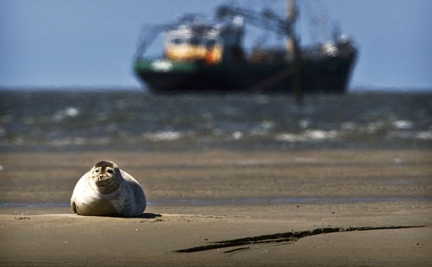 Week in Wildlife: A seal rests on a sandbank in the Wadden Sea in northern Netherlands
