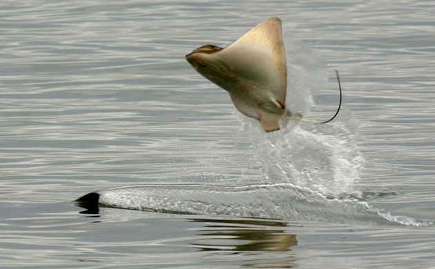Week in Wildlife: A stingray leaps out of the water as it is hunted by a killer whale