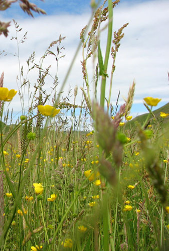 Week in Wildlife: Ancient hay meadows in bloom Cheviot Hills in Northumberland