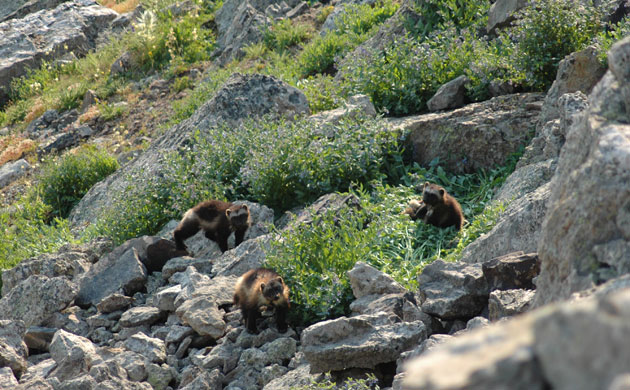 Week in Wildlife: Wolverine Returns to Colorado 
