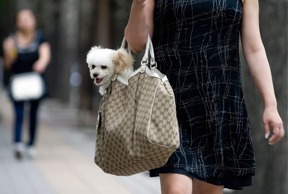 Week in Business: A dog is carried in its owner's handbag in Beijing, China