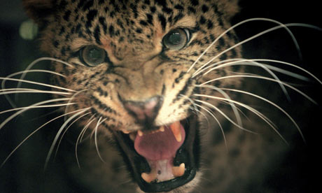 Week in Wildlife: A Javan leopard growls inside a cage in Kaduhejo, Banten province, Indonesia