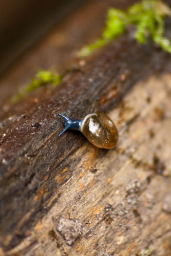 Garden wildlife 2009: Flickr competition baby snail