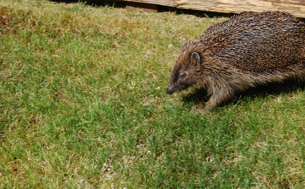 Garden wildlife 2009: Flickr competition Hedgehog