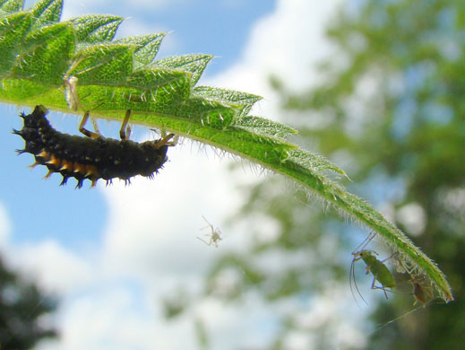 Garden wildlife 2009: Flickr competition