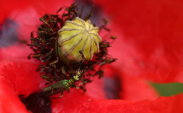 Garden wildlife 2009: Flickr competition