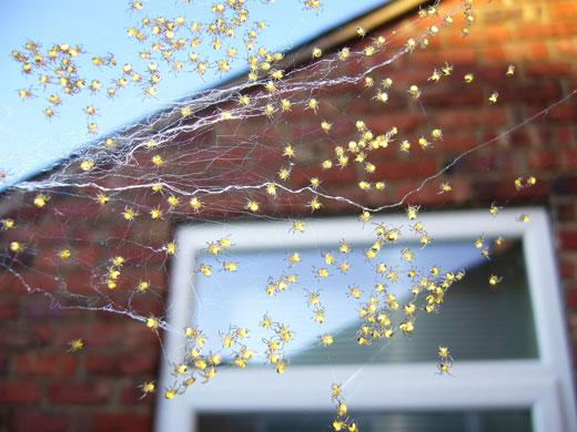 Garden wildlife 2009: Flickr competition