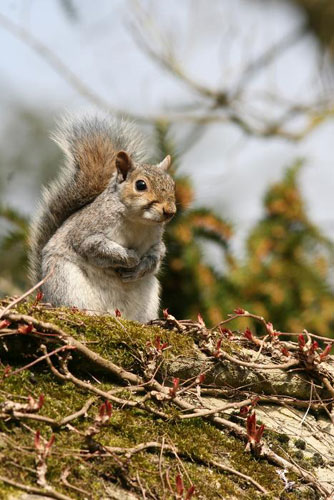 Garden wildlife 2009: Flickr competition