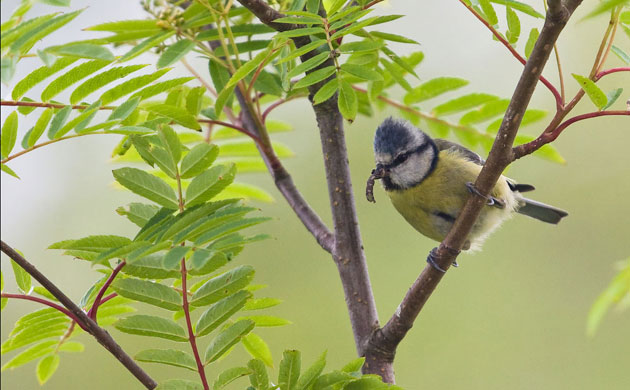 Garden wildlife 2009: Flickr competition