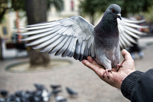 26 June 2009: Santiago, Chile: A man holds a pigeon in the main square