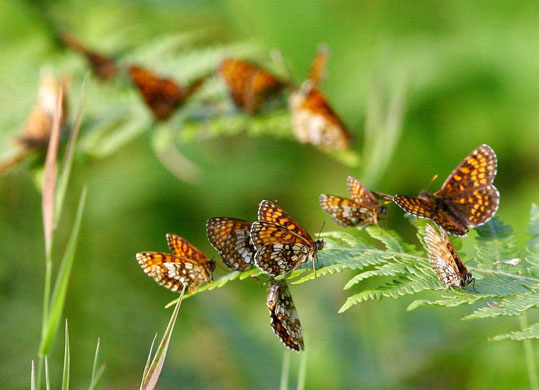 26 June 2009: Canterbury, UK: Heath fritillary butterflies