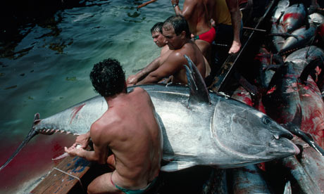 Fisherman land a bluefin tuna. Photograph: Jeffrey L Rotman/Corbis