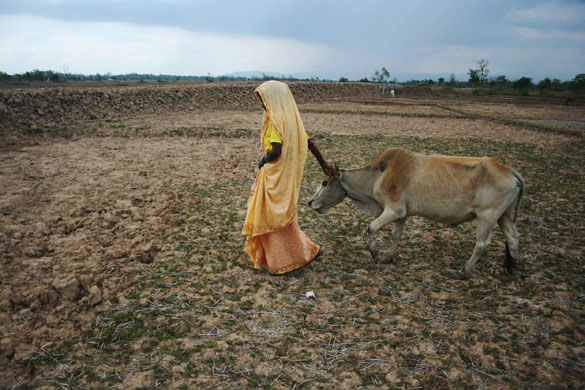 28 June 2009: Rajapathar, India: A woman walks with her cow across a parched paddy field