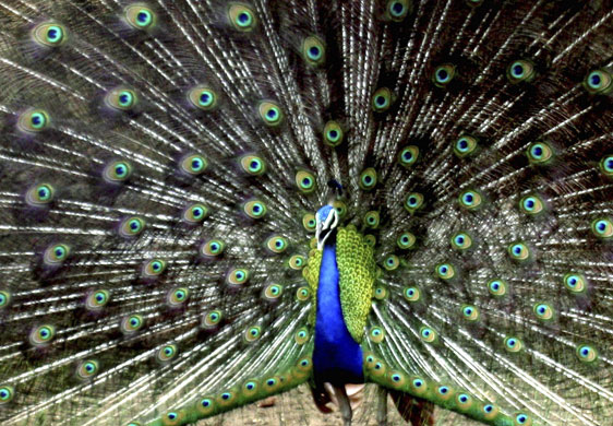 29 June 2009: Calcutta, India: A peacock spreads its feathers at Alipur zoo