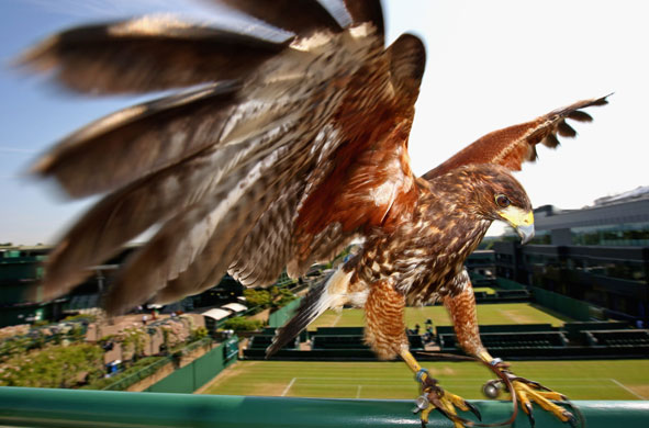 29 June 2009: Wimbledon, UK: Rufus the harris hawk who keeps the courts pigeon free