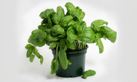 Tim Hayward How Do I Grow Basil Without The Cat Pee Life And Style