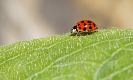 Harlequin ladybird 