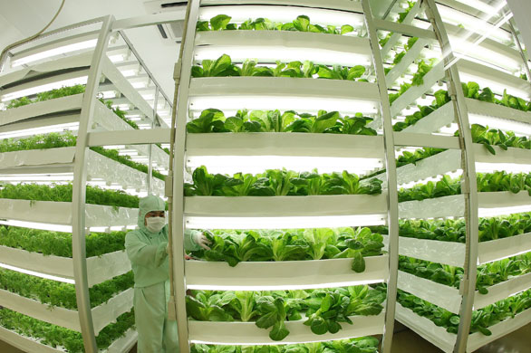 Eyewitness: A plant factory in Tokyo