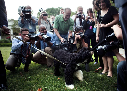 3 June 2009: Washington, US: The Obama family dog, Bo