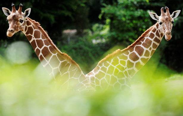 3 June 2009: Duisburg, Germany: Two giraffes walk around their enclosure at the zoo
