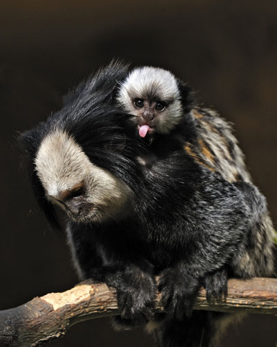 Week in Wildlife: Marmosets in the Ramat Gan Safari Park, Israel 