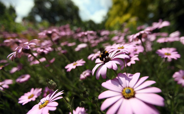 Week in Wildlife: A bee lands on flowers in the sunshine in St James's Park