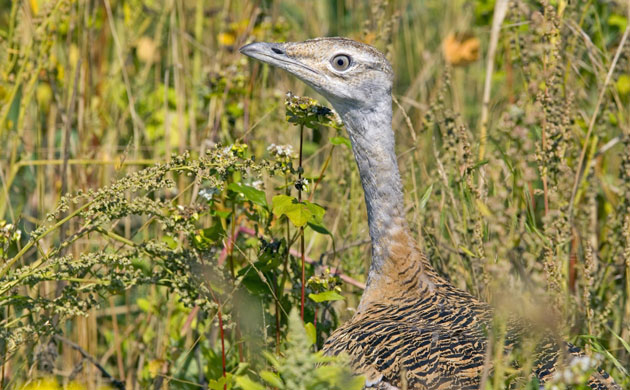 Week in Wildlife: Wild Great Bustard chicks in  Salisbury Plain in Wiltshire
