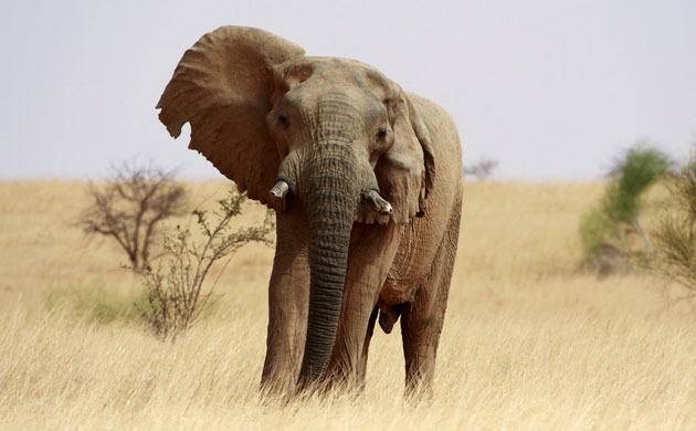Week in Wildlife: An old bull elephant searches for water in the drought stricken Mali