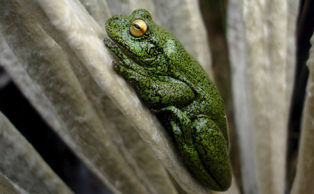Week in Wildlife: A PATHOGEN DISEASE THREATS SOME AMPHIBIOUS SPECIES AT COLOMBIAN MOUNTAINS