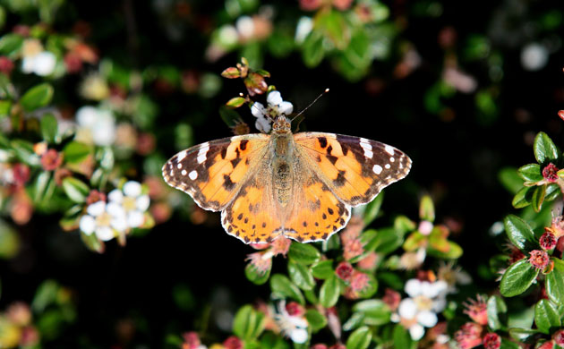 Week in Wildlife: Painted Lady Butterflies Arrive In England In Huge Numbers