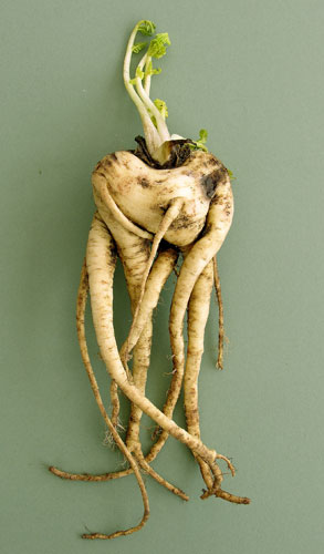Wonky fruit and veg: Winner of the National Trust ugly vegetable competition