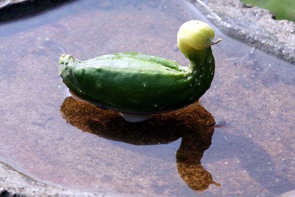 Wonky fruit and veg: A home grown cucumber which looks like a duck