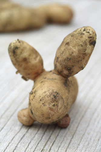 Wonky fruit and veg: A misshapen organic potato